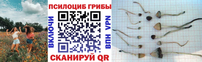 купить  цена  Мегион  Псилоцибиновые грибы Cubensis 
